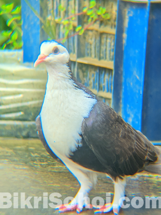 ফেন্সি কবুতর